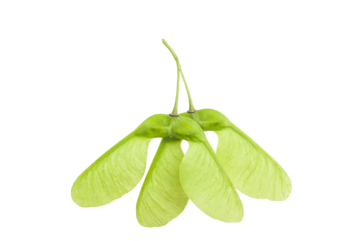 Zrębki wędzarnicze, z drewna klonu Hendi 199732