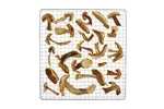 Suszarka do żywności, Kitchen Line, 7 rusztów, 230V/500W, 347x505x320mm HENDI 229064